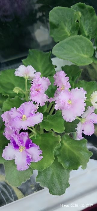 Продаются фиалки