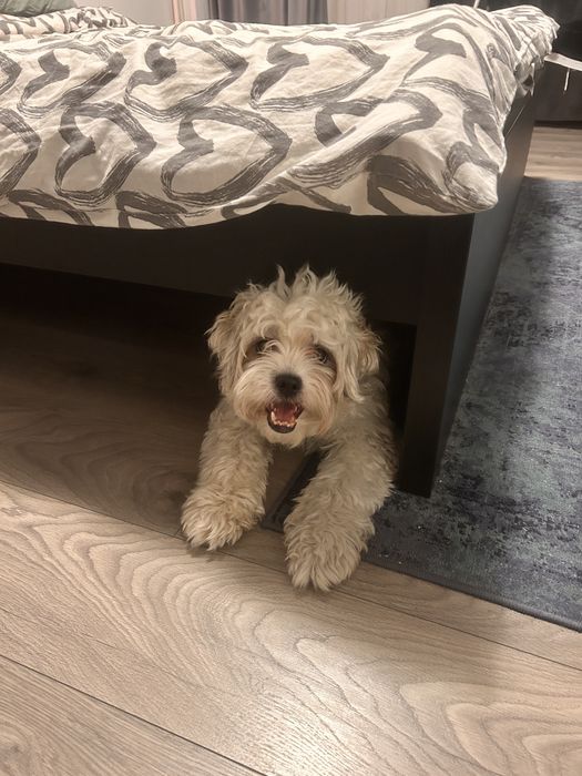 Donez mix bichon talie mica-medie