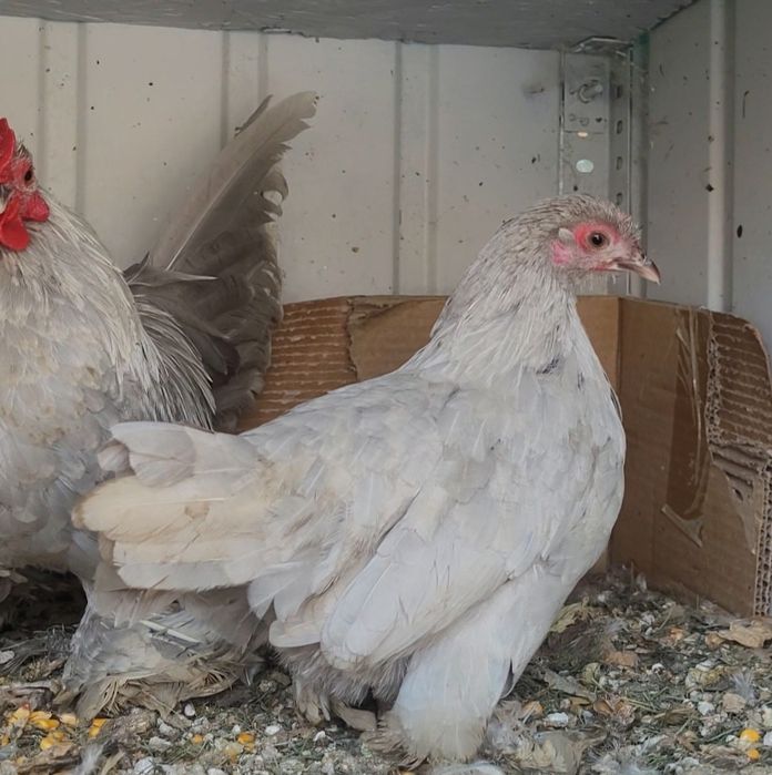 Vand gaini pitice mii de flori rosu bobat cu alb si gri perla si lemon