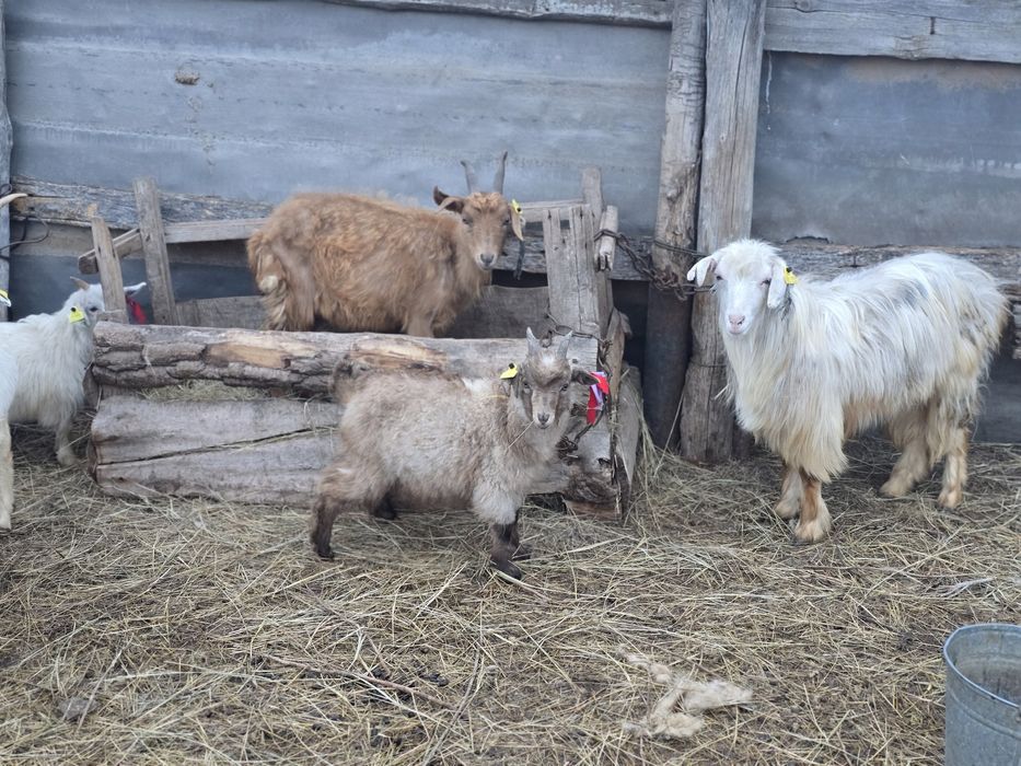 Продам коз или обмен на баран