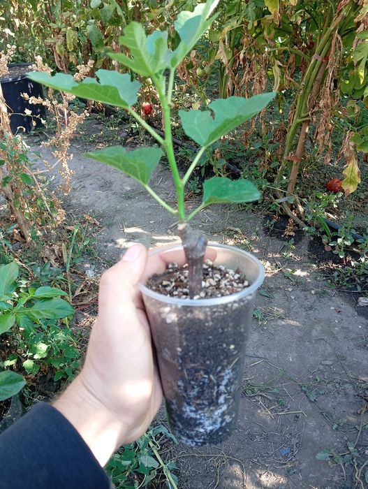 Butasi de smochin inradacinati 3buc (Galben Romanesc)