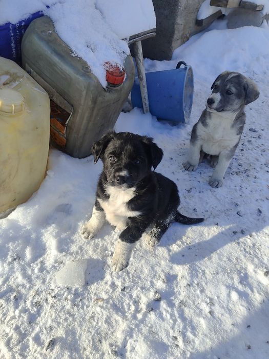 Отдам щенка девочка