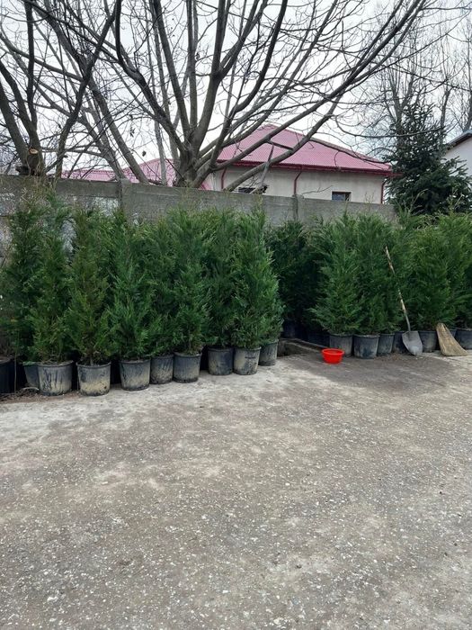 Cupressus leylandii 2.5m - 3m la ghiveci, super oferta