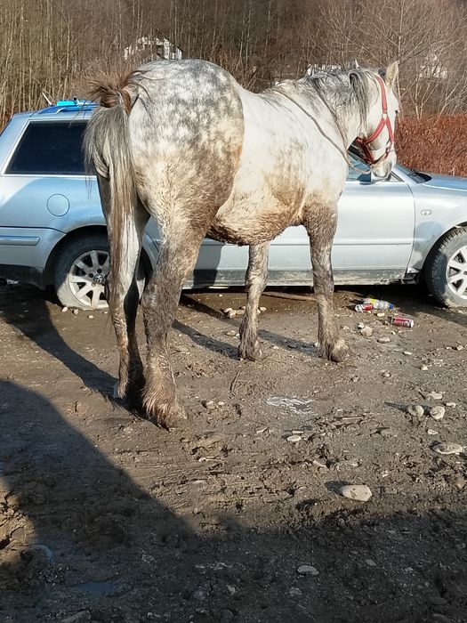 Cal de vânzare de 5ani