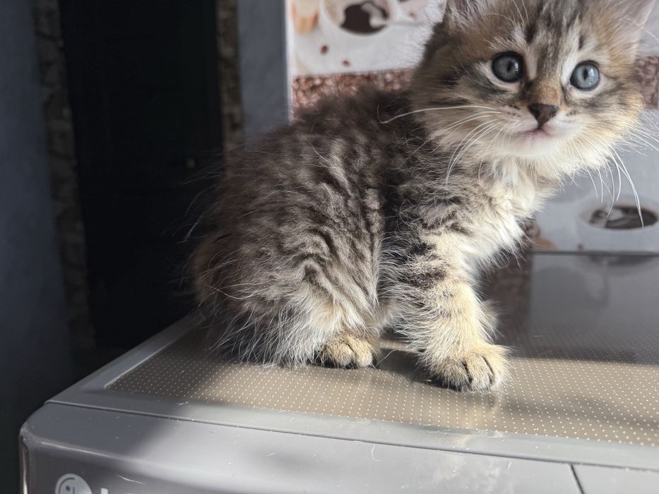 Отдам котят в добрые руки