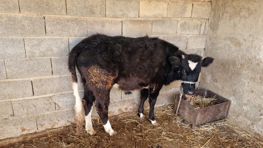 Ұрғашы құнажын сатылады