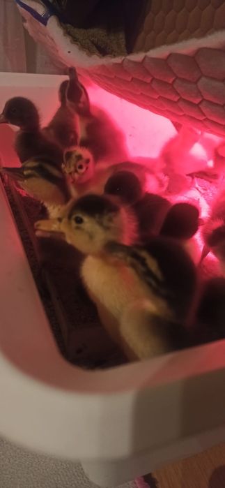 Vând rățuște/ boboci rata