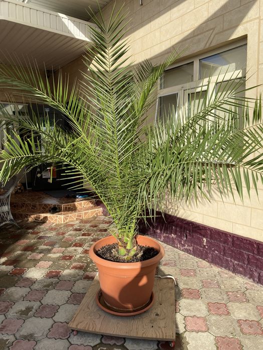 Финики,Құрма ағашы