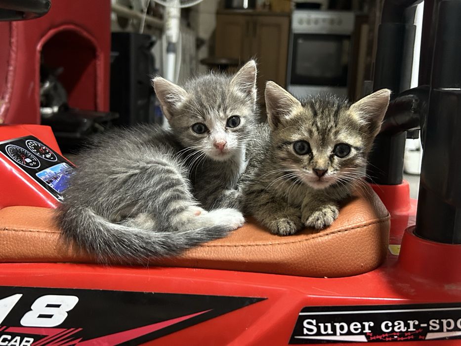 Котята ищут дом