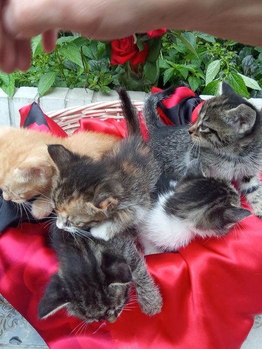 Отдам котят с доставкой