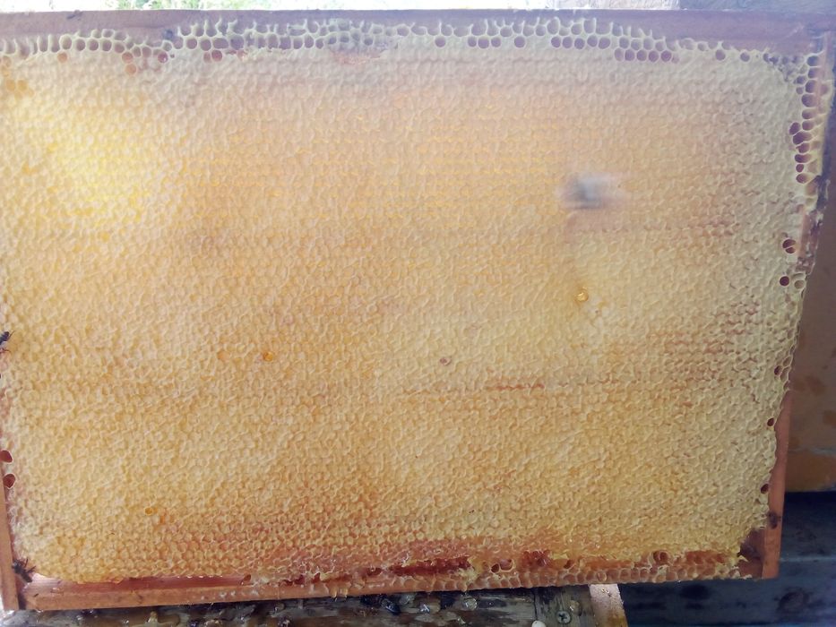 Продам мёд 1кг 3000тг