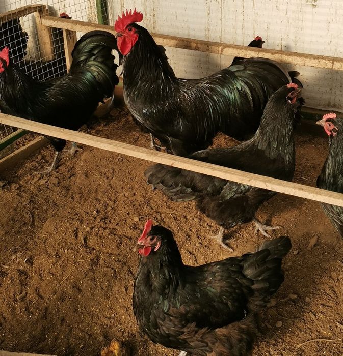 Продавам оплодени яйца от черен Австралорп... Работя с еконт и спиди