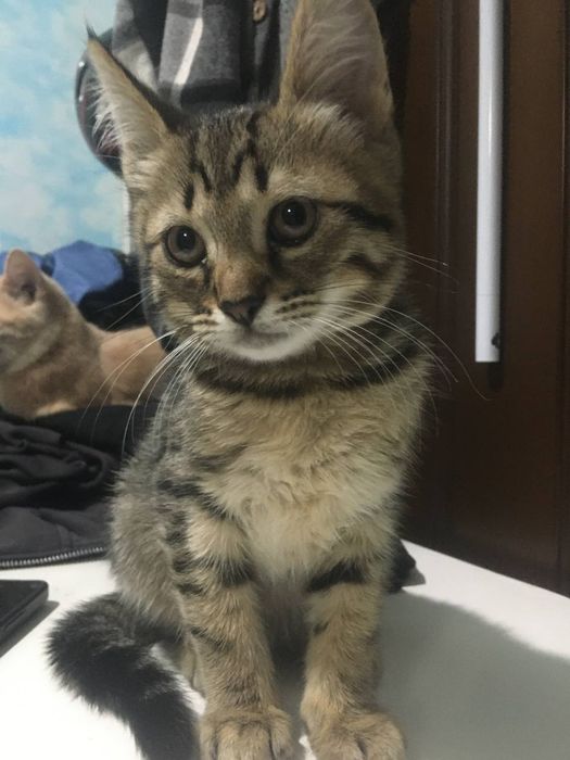 котенок в добрые руки