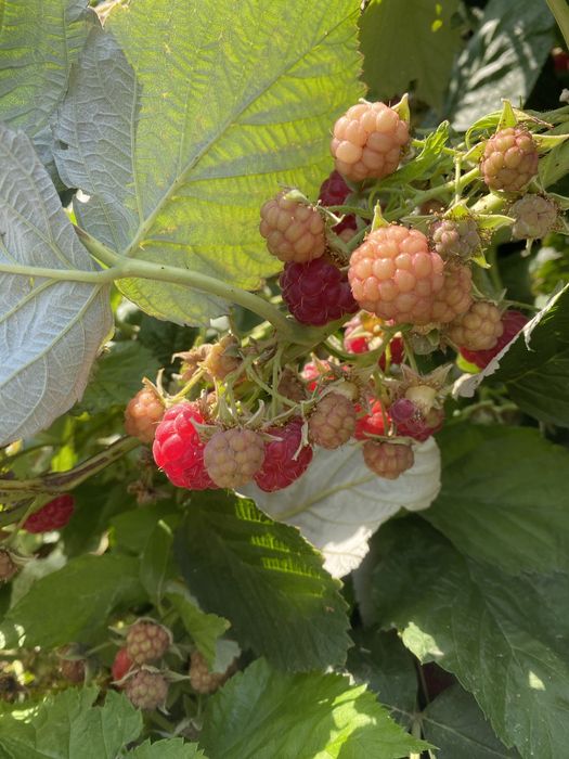 Саженцы малины