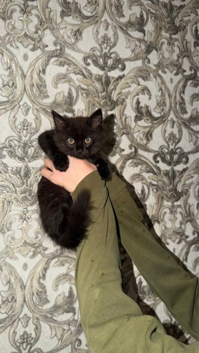 Котенок бесплатно