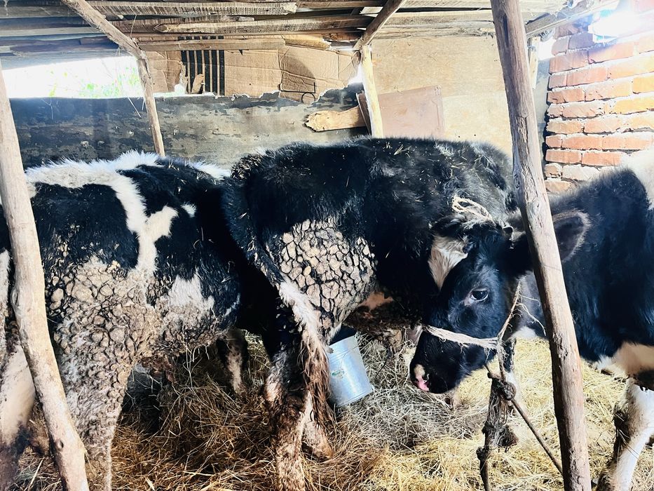 Телета 4 броя мъжки отбити