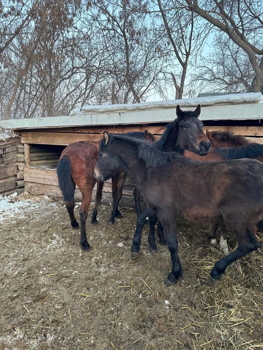 Продаются лошади