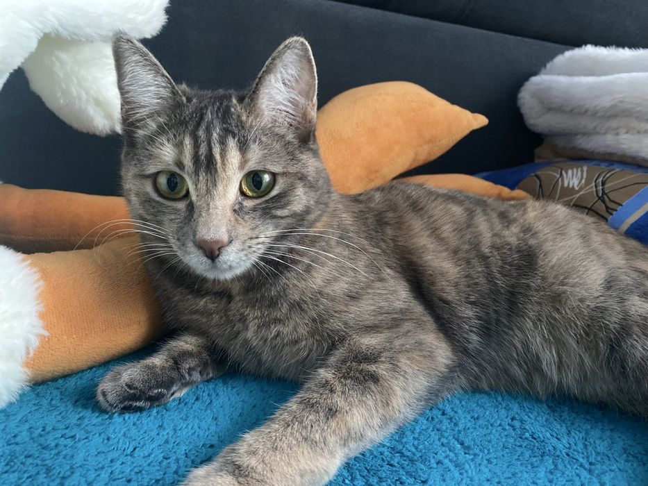 Котенку нужен дом