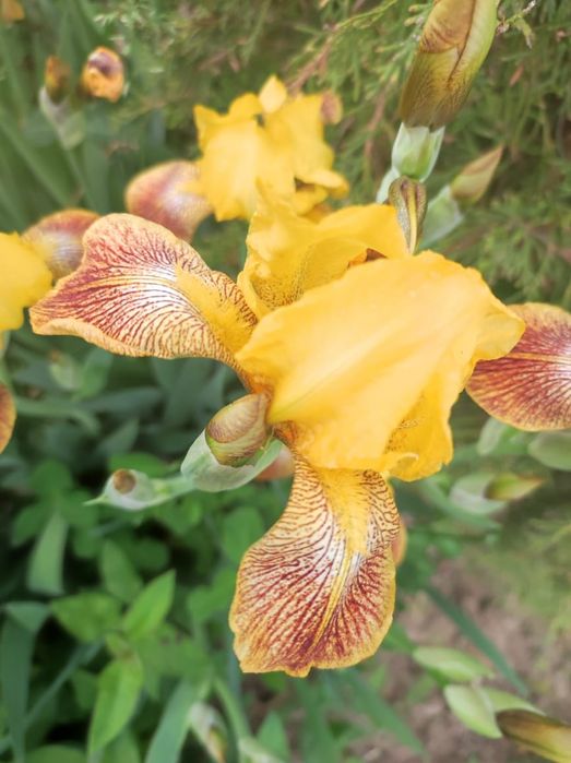 Цветы Ирис разных видов