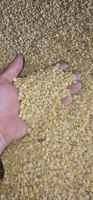 Соевые    сечка.