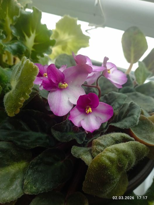 сентполия- кичеста теменужка