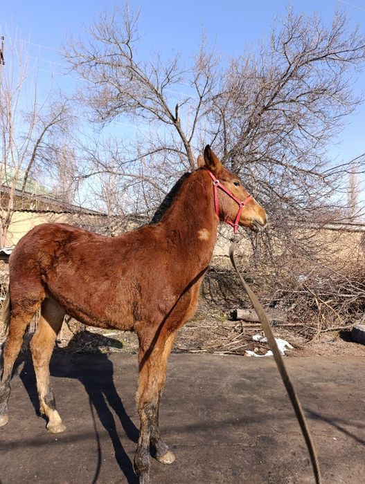 Toy  sotiladi  . Той