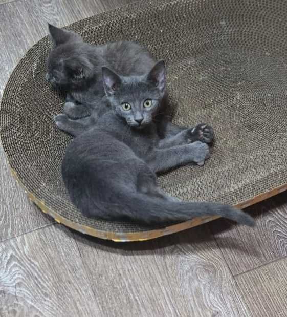 Котик Сава ищет добрых хозяев.