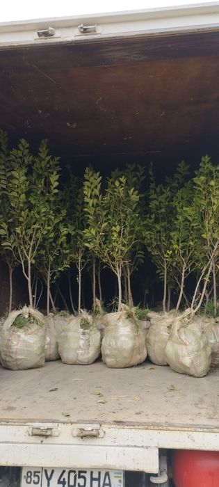 Sada qayrağoch kóchatlari sotiladi