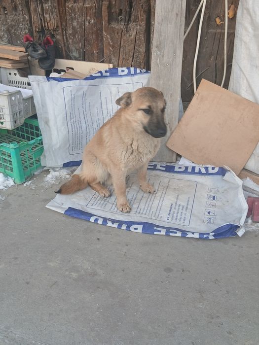 Даром с доставкой