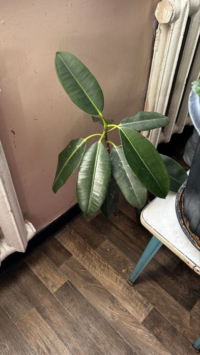 Продам замиокулькас и фикус