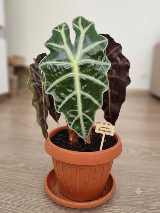 Plantă de interior deosebită - Alocasia