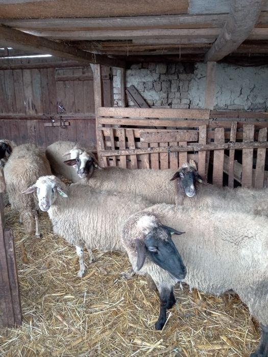 Продавам млади овце