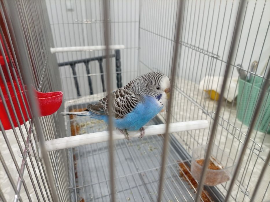 Попугай сатылады