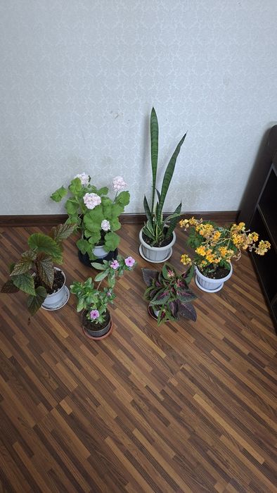 Комнатные цветы, цена за все