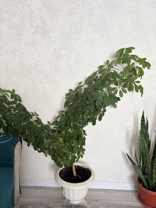 Продам очень красивую Шефлеру