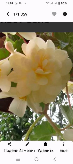 Продам домашнии цветы