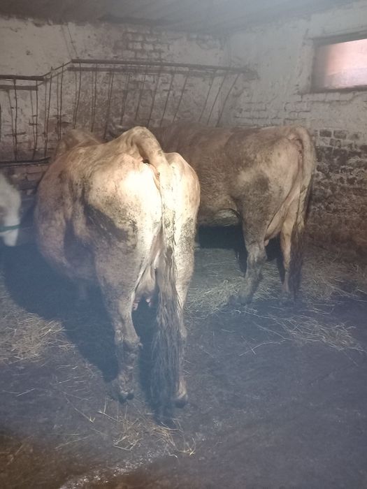 Vaci de vânzare gestante