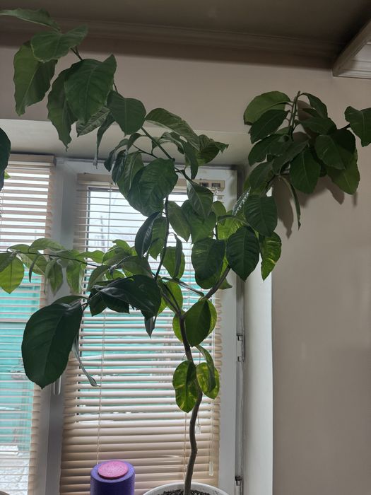 Апельсины Лимоны Лайм