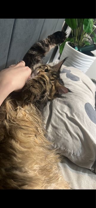 Мейн кун мальчик с документами