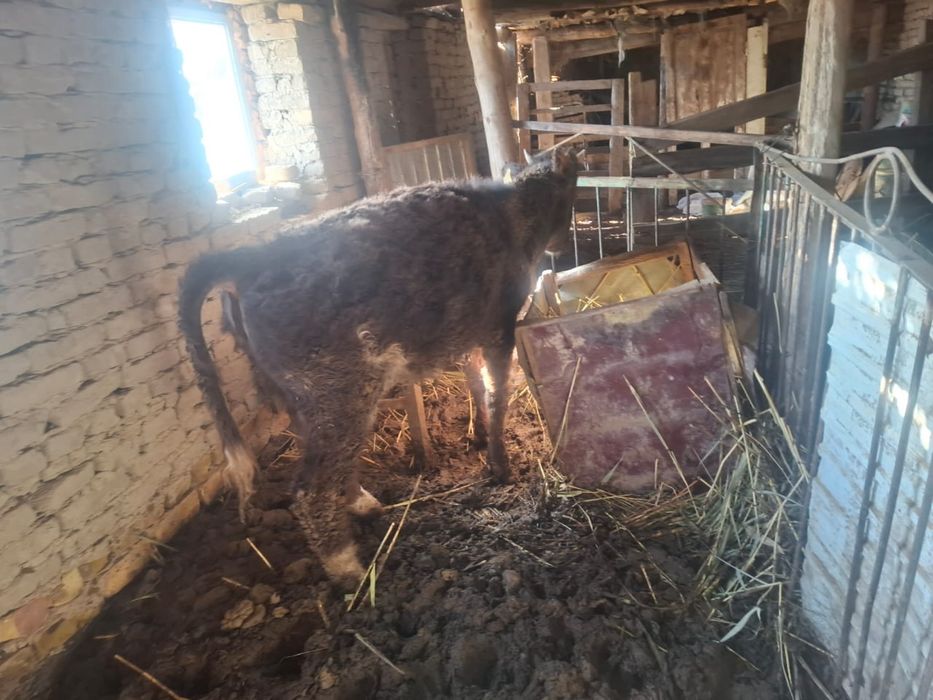 Екі ұрғашы баспақ