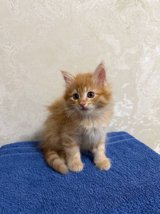 Рыжие сибирские котята