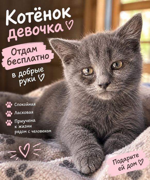 Отдам кошечку в добрые руки