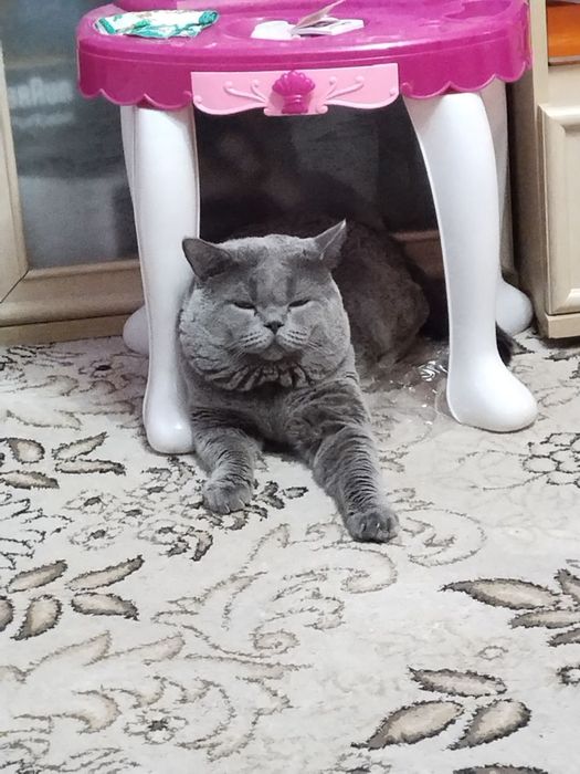 Кот по кличке Грей ...