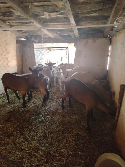 De vânzare o iapă bună de ham și 6 capre+2 țapi de anul acesta, se dau și la schimb cu viței înțărcați