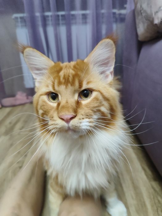 Продам кота мейнкун