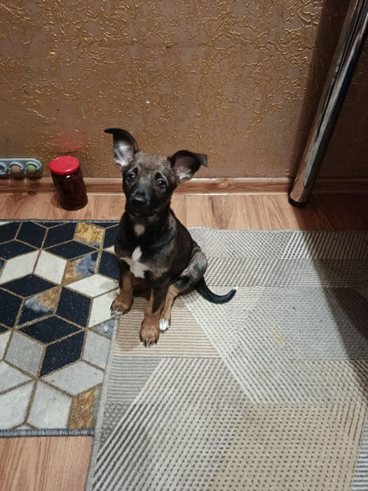 Отдам в хорошие руки