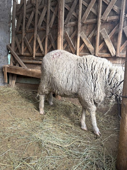 семиз кой сатылады