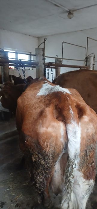 Vand vaci cuminți și bune de lapte