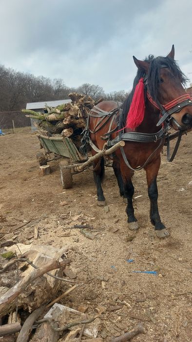 Armăsar și o vitea de 8 luni