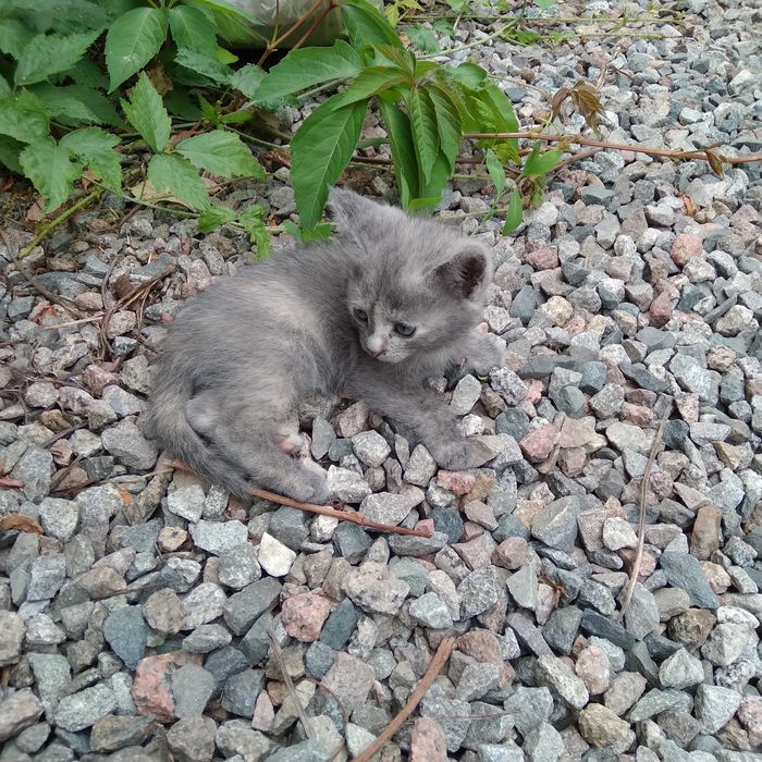 Котенок девочка, в добрые руки